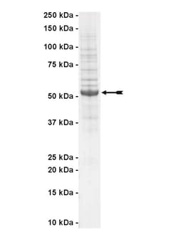 Eurofins DiscoverX NEK11 Protein, Active 10 &mu;g | Buy Online | Eurofins DiscoverX | Fisher Scientific